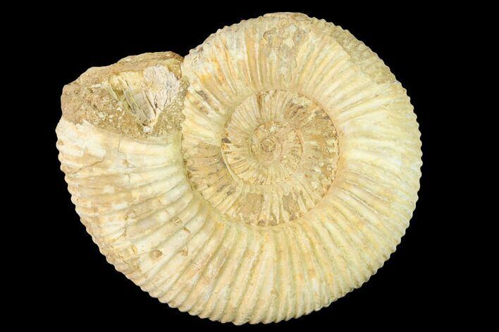 Jurassic Ammonite (Perisphinctes) Fossil - Madagascar #140417